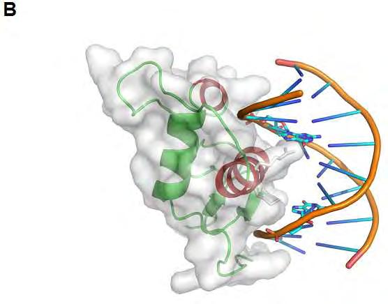 Εικόνα 6. Δομή της περιοχής DBD του υποδοχέα γλυκοκορτικοειδών και η αλληλεπίδρασή της με τα στοιχεία απόκρισης σε γλυκοκορτικοειδή (GREs) στο DNA.