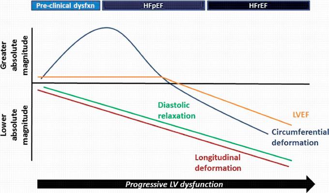 Systolic strain: Longitudinal vs.