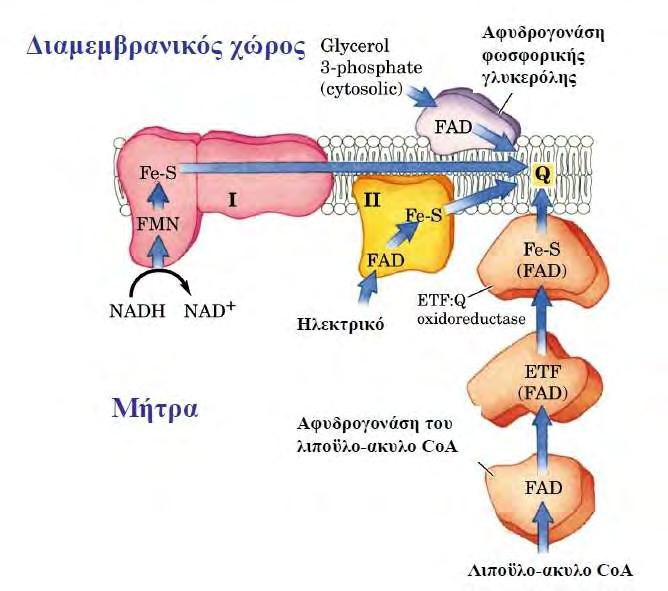 οποίος ευθύνεται για την ενεργοποίηση του συμπλόκου ΙΙ. Πιο συγκεκριμένα, και όπως φαίνεται και στην Εικόνα 5.