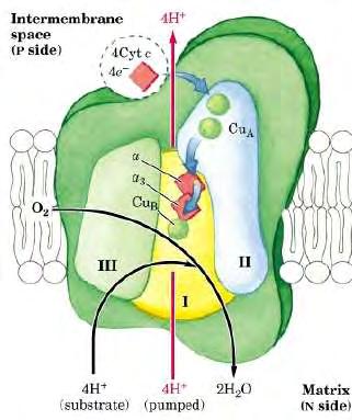 Προσφέρονται συνολικά 4 ηλεκτρόνια στο O 2 για την πλήρη αναγωγή του σε νερό, ενώ παρατηρείται ταυτόχρονη άντληση 4 πρωτονίων από τη μήτρα στον διαμεμβρανικό χώρο του μιτοχονδρίου.