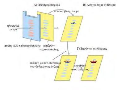 μεμβράνης με PBS-T (washing buffer) έκαστης 30 λεπτά υπό ανάδευση, και στη συνέχεια επώαση της μεμβράνης για 1 ώρα παρουσία του δευτέρου αντισώματος (φέρει ομοιοπολικά συνδεδεμένη υπεροξειδάση), υπό
