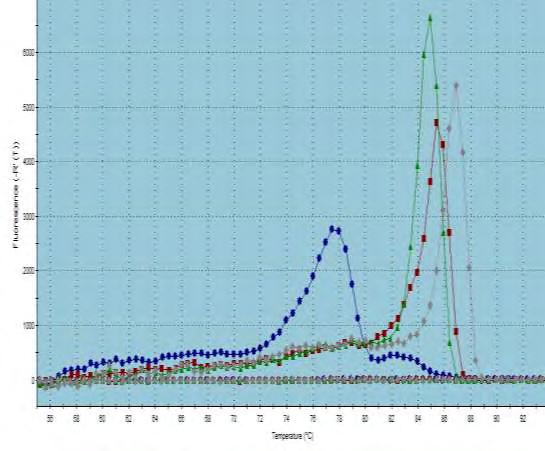 Εικόνα 41. Dissociation Curve: Διάγραμμα διάστασης σήματος φθορισμού. Η πράσινη καμπύλη αντιπροσωπεύει τα προϊόντα της PARN στα Μ14Κ κύτταρα ενώ η μπλε τα προϊόντα της PARN στα Μet-5A.