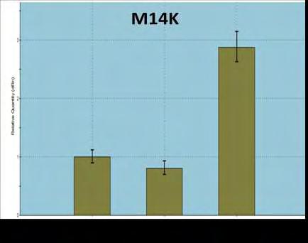 24 ώρες. Εικόνα 45. Relative Quantitive Chart: αποτελέσματα από την RT-qPCR.