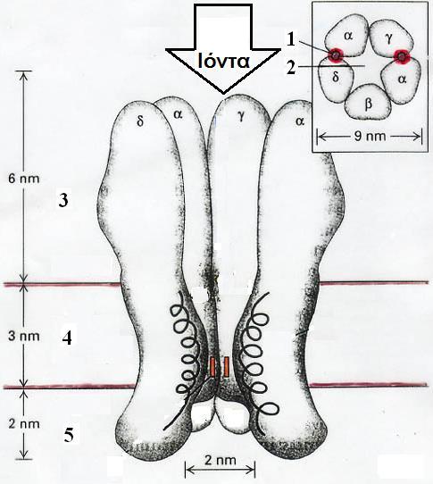 Α. ΔΗΑΓΧΓΖ Α.1.