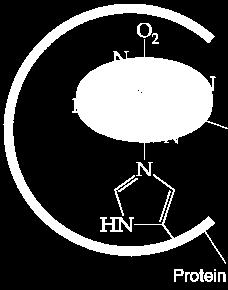 metabolizmu živih