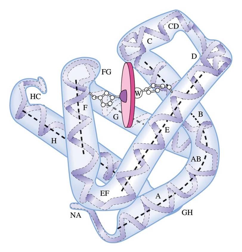 Mioglobin