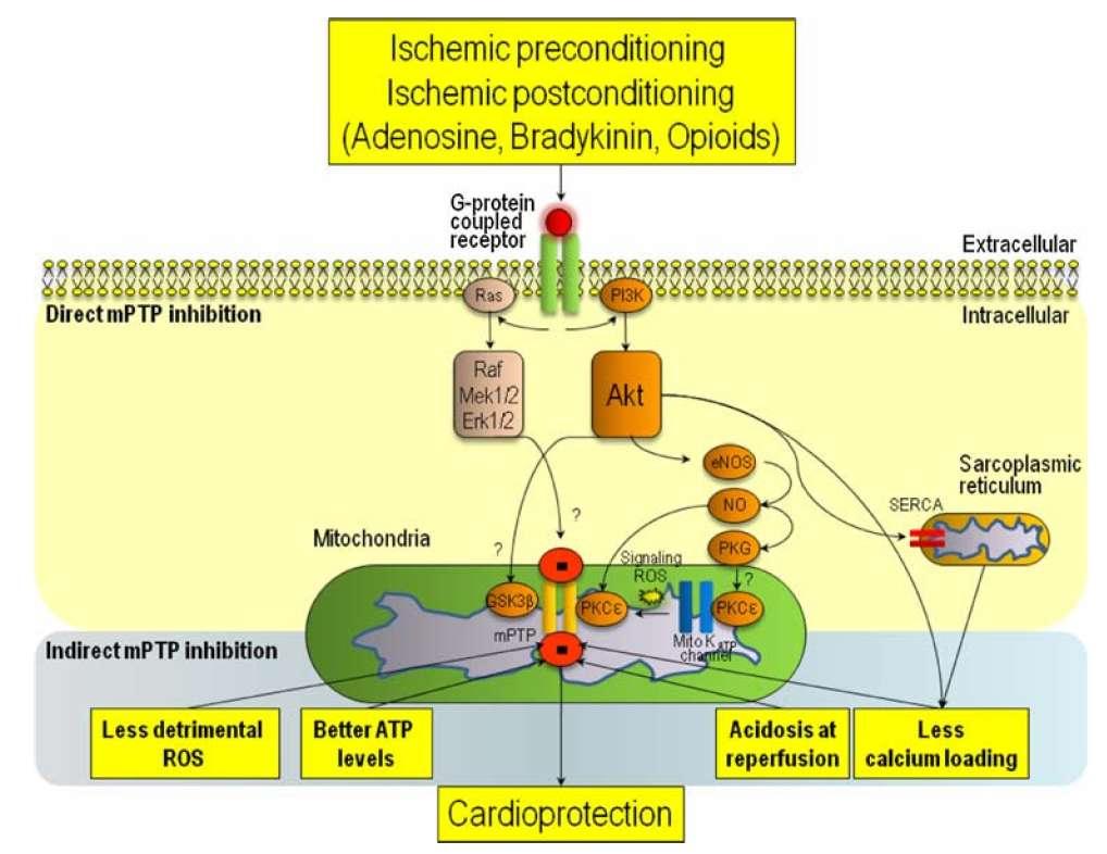 Inhibition of Mitochondrial permeability transition pores Κσκλοζπορίνη Activation of RISK (Reperfusion Injury