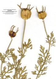 Papaveraceae Παπαρούνα
