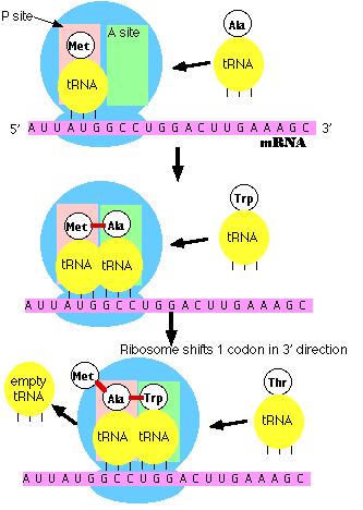 Translatia mrna