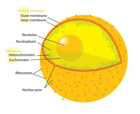 Nucleul celular Membrana de acoperire (anvelopa nucleara) dubla, cu pori Lamina nucleara retea de filamente cu rol suportiv (asemanator citoscheletului) Interiorul nucleului: Matricea
