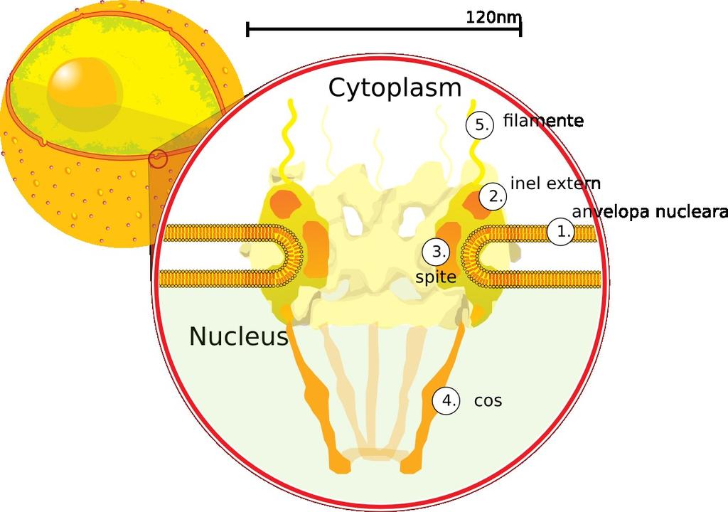 Structura nucleului Anvelopa nucleara Membrana externa se continua cu membrana RE Membrana interna intre ele spatiul perinuclear (10-50