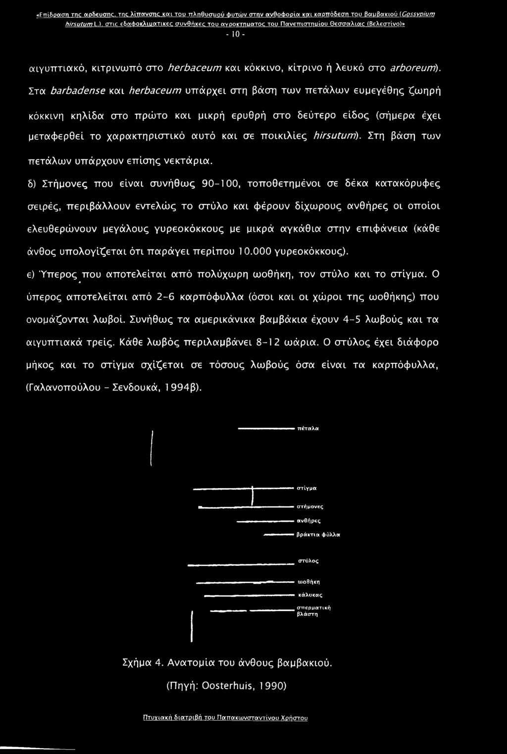 δ) Στήμονες που είναι συνήθως 90-100, τοποθετημένοι σε δέκα κατακόρυφες σειρές, περιβάλλουν εντελώς το στύλο και φέρουν δίχωρους ανθήρες οι οποίοι ελευθερώνουν μεγάλους γυρεοκόκκους με μικρά αγκάθια