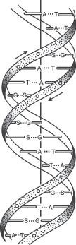 1-rasm. DNK molekulasining ikkilamchi strukturasi. zanjir bitta umumiy o qqa egadir.