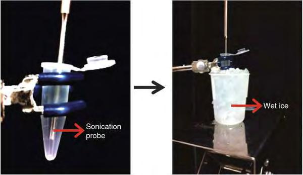 Εικόνα 40: Απεικόνιση διαδικασίας της λύσης των κυττάρων μέσω της συσκευής παραγωγής υπερήχων (sonicator). Η διαδικασία πρέπει απαραιτήτως να διεξάγεται στον πάγο.