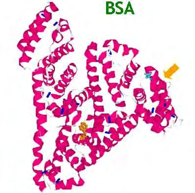 Εικόνα 42: Απεικόνιση της τρισδιάστατης δομής της πρότυπης πρωτεΐνης βόειου αλβουμίνης ορού (BSA). Η γραμμικότητα της ανάλυσης κυμαίνεται από 0,2-3 μg/μl πρωτεΐνης, ως προς BSA.
