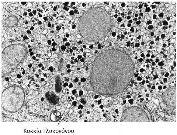 Εικόνα 4: Ηλεκτρονιομικρογραφία ενός ηπατικού κυττάρου. Τα πυκνά σωματίδια στο κυτταρόπλασμα είναι κοκκία γλυκογόνου. 2.