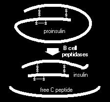 της γλυκόζης στην κυκλοφορία. Εικόνα 16: Η προ-ινσουλίνη διασπάται από τις πεπτιδάσες των β-κυττάρων και παράγεται η δραστική ινσουλίνη και το ανενεργό C-πεπτίδιο.
