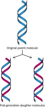 Okazaki και συνδέονται μεταξύ τους με τη βοήθεια ενός ένζυμου, που ονομάζεται DNA δεσμάση.