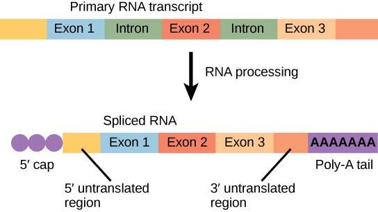 Εικόνα 1.6 : Μετατροπή από πρόδρομο σε ώριμο RNA Το RNA που προκύπτει από τη μεταγραφή χωρίζεται σε δυο κατηγορίες : 1.Μη κωδικοποιητικό (Non coding) RNA, δηλαδή RNA που δεν κωδικοποιεί πρωτεΐνη.