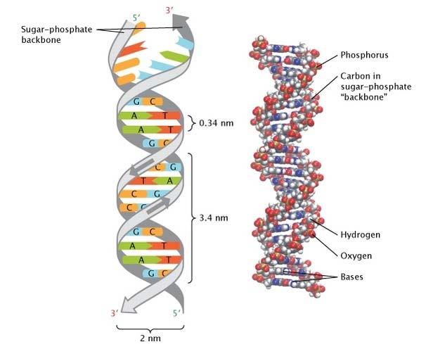 Οι δύο αλυσίδες ενός μορίου DNA είναι συμπληρωματικές, και αυτό υποδηλώνει ότι η αλληλουχία της μιας καθορίζει την αλληλουχία της άλλης.