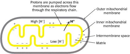 ATP SÜNTEES Vastavalt Mitchell i hemi-osmootsuse teooriale põhjustab eleltronide transport hingamisahelas prootonite pumpamise mitokondri maatriksist