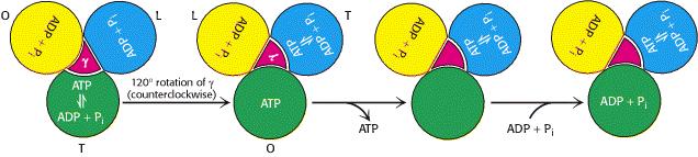 ATP SÜNTEESI MUDEL O (open) seisund: Seob ATP, ADP ja P i väga nõrgalt L (low) seisund: Seob ADP