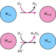SUPEROKSIIDI DISMUTAASI MEHHANISM Ensüümi oksüdeeritud vorm (M ox ) reageerib superoksiidi aniooniga, mille tulemusel tekib hapnik ja ensüümi redutseeritud vorm (M red