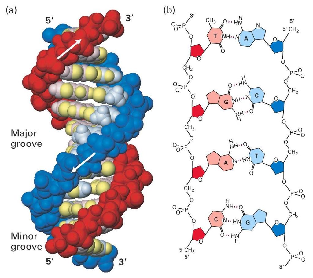 Važnost slabih kemijskih veza u biološkim sustavima Slabe kemijske veze djeluju na dvije razine: Intramolekularno Intermolekularno 1.