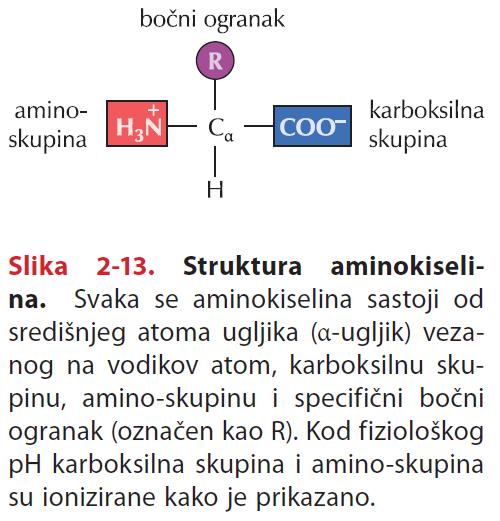 a) Primarna struktura: Četiri razine smatanja proteina - Slijed aminokiselina u polipeptidnom lancu - Aminokiseline su međusobno povezane