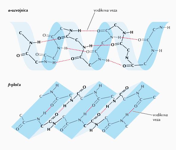 Važnost slabih kemijskih veza u biološkim sustavima b) Sekundarna struktura: - Pravilni raspored aminokiselina unutar određene regije polipeptida - Slabe kemijske veze javljaju se u pravilnim