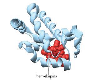 i smataju u globularne domene - Ključan položaj hidrofobnih aminokiselina u unutrašnjosti proteina i hidrofilnih aminokiselina na