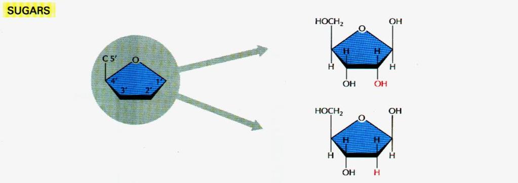 Kemijski sastav i struktura DNA 2.