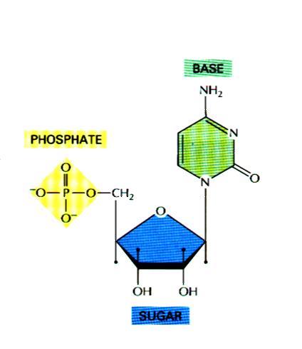 Kemijske veze između elemenata nukleotida Fosfatno-esterska veza: fosfat i šećer Pirimidinska