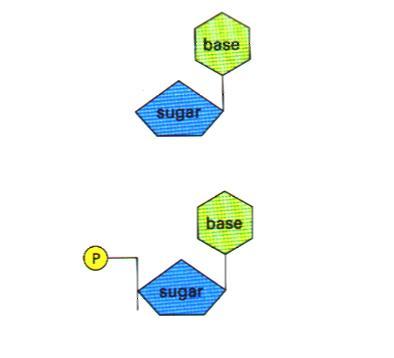 Nukleotid i nukleozid Nukelozid Baza - Nukelozid Adenin (deoksi) adenozin Gvanin (deoksi) gvanozin Timin (deoksi) timidin Citozin (deoksi) citidin Uracil (deoksi) uridin Nukleotid