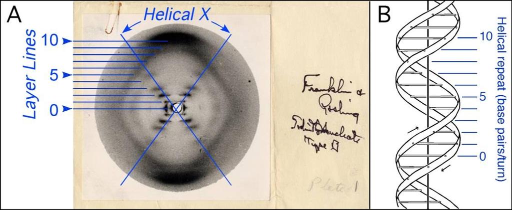 Model DNA Početkom 1950-te godine, potraga za objašnjenjem prostorne