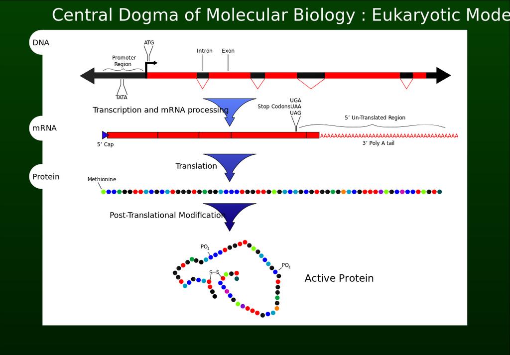 Centralna dogma molekularne