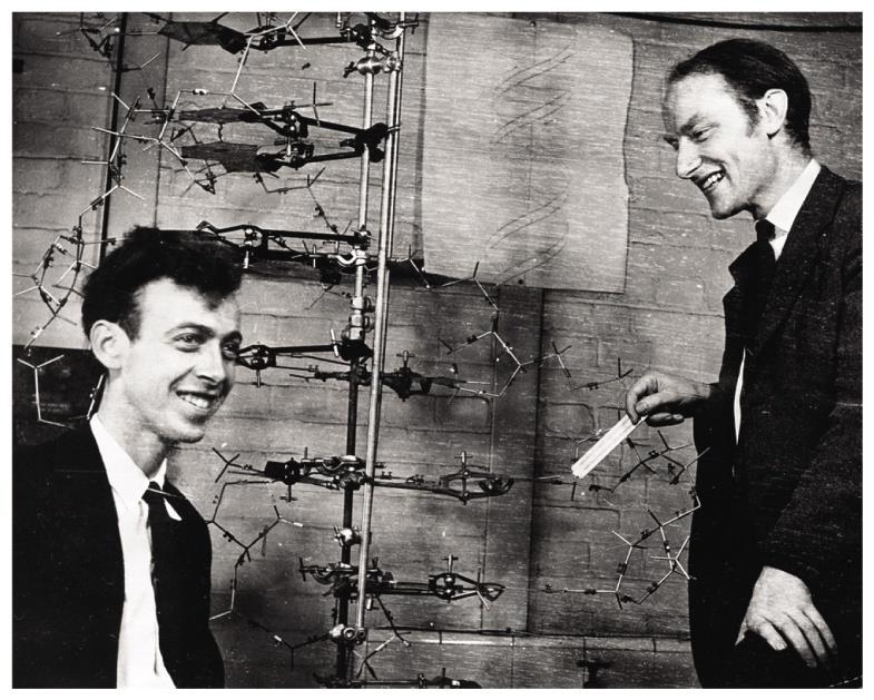 Model DNA James Watson, Amerikanac i Francis Crick, Englez, Rade model DNA od žice Spiralna forma DNA 2 lanca Jedinstvena širina od 2 nm Razmak među bazama