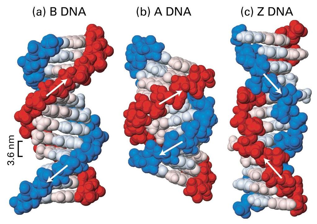 Model dvostruke zavojnice DNA U prirodi najčešća B forma A forma kompaktnija, 11 pb po zavoju i manje hidrirana Z