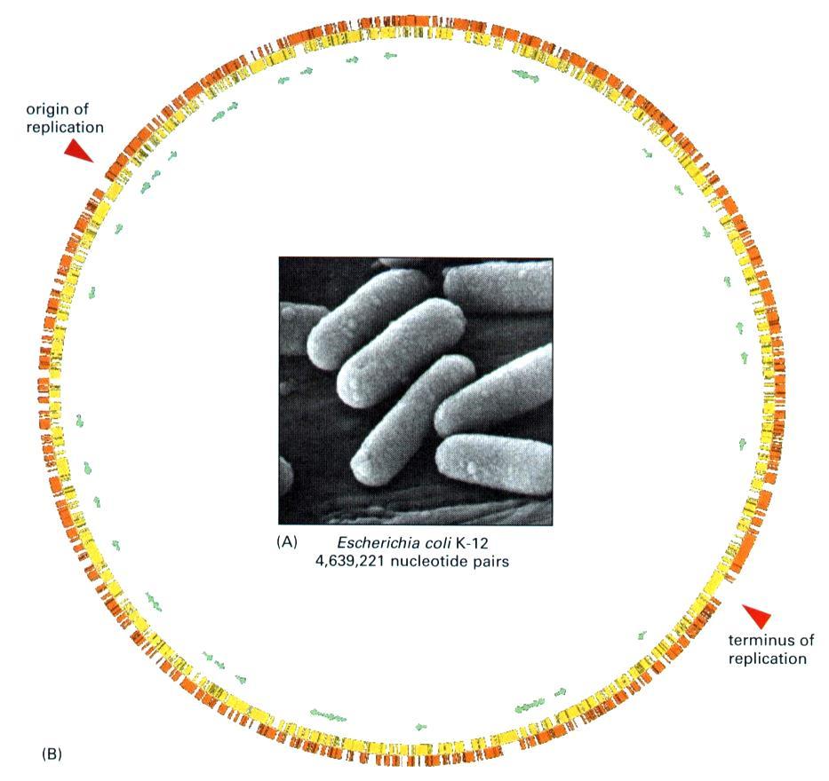 Bakterija, Escherichia coli Prokariotski model i jedan od glavnih modela u molekularnoj biologiji Najbolje istražena vrsta Prirodni stanovnik crijeva čovjeka Štapićasta, gram negativna, duga 2 um,