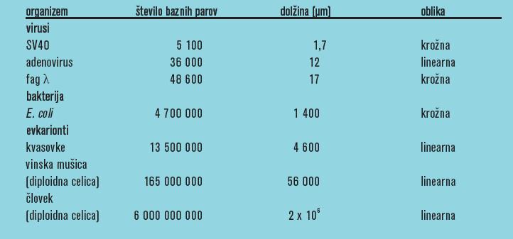 DNA Velikost in zaporedje DNA se razlikuje med organizmi. DNA predstavlja ~1 % mase celice. Bakterija E.