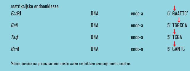 Restrikcijske endonukleaze Restrikcijske endonukleaze (restriktaze ali restrikcijski encimi) so najbolj specifični encimi, ki so na razpolago za rezanje DNA (in ne tudi RNA).