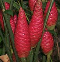 3 Kaempferia pulchra adalah antara spesies Zingiberaceae yang biasa dilihat di halaman rumah sebagai tanaman hiasan. 1.