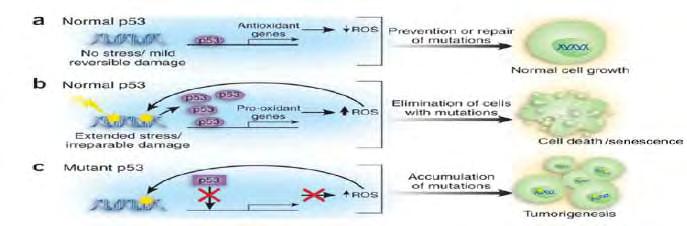 (Α) Σε περίπτωση απουσίας οξειδωτικού στρες ή μετά από ήπιο στρες, τα χαμηλά επίπεδα της p53 και η έκφραση πολλών γονιδίων που κωδικοποιούν αντιοξειδωτικές πρωτεΐνες μειώνουν τα επίπεδα των RΟS.