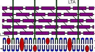 Bakterijska stena - pep7doglikan Je v obliki verig, ki so med seboj povezane z kratkimi