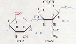 Glikozaminglikani Hialuronska kislina: Disaharid je N- ace7lglukozamin in D- glukuronska kislina izmenično