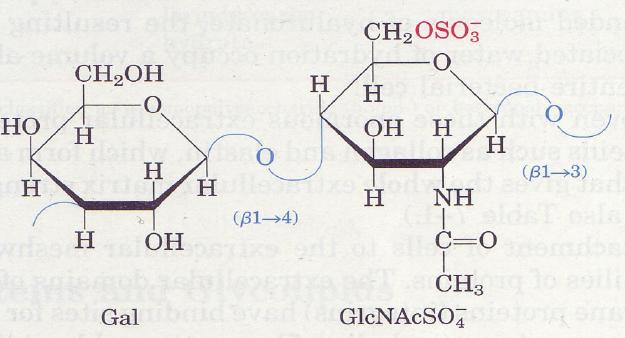 Glikozaminglikani Keratan sulfat: Disaharid je galaktoza in N- ace7lglukozaminsulfat. Prisoten je v kosteh, hrustancu, roženici, noh7h, rogovih. Heparan sulfat: Proizvajajo vse živalske celice.