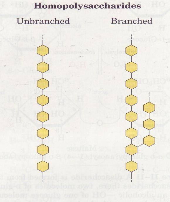 Vrste polisaharidov Homopolisaharidi enake monosaharidne enote nerazvejani razvejani