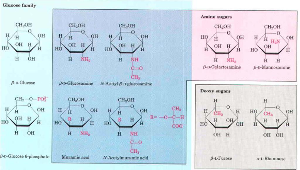 ORGANIZMI VSEBUJEJO CELO VRSTO DERIVATOV HEKSOZ Družina glukoze Amino sladkorji D