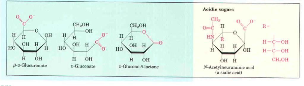 glukoze-6-fosfat Muraminska kislina N-acetilmuraminska kislina L fukoza L ramnoza Kisli