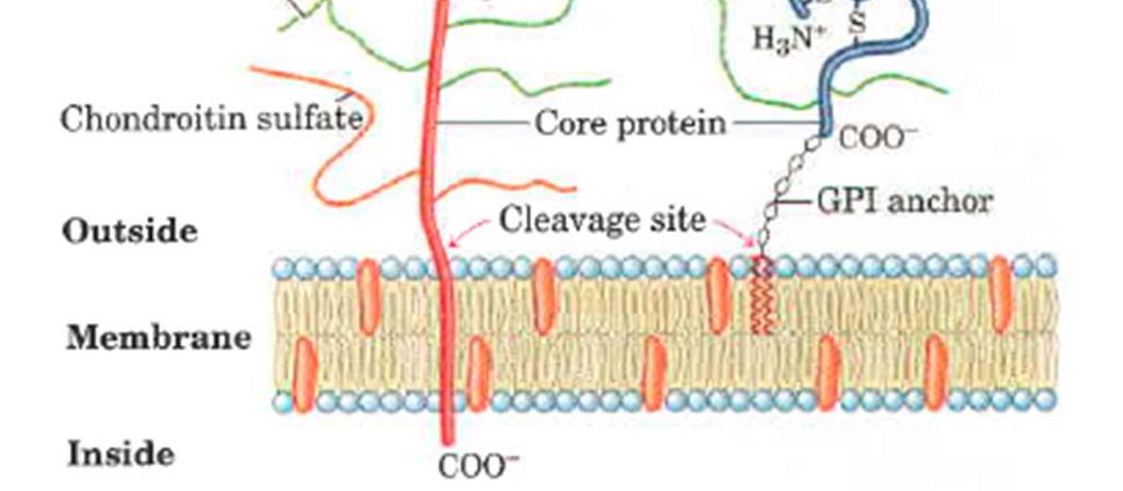 DVE DRUŽINI MEMBRANSKIH PROTEOGLIKANOV S HEPARAN SULFATOM Sindekani: 1 transmembranska domena proteina; 3 5 verig heparan